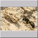 E-Odynerus spinipes w20 beim Schornsteinbau.jpg